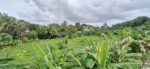 3.5 Acres of Land for Sale – Thalgasgoda