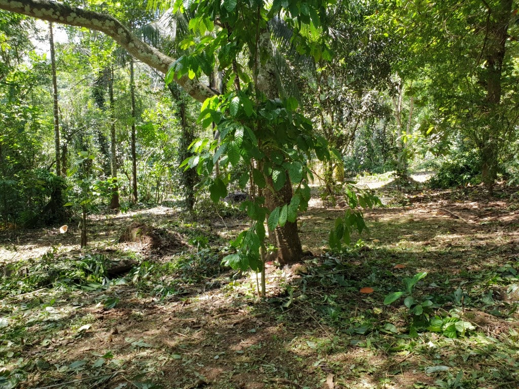 ඉඩමක් විකිණීමට කොස්ලන්ද, ගම්පහ