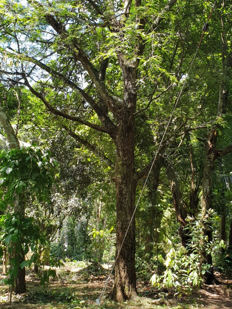 ඉඩමක් විකිණීමට කොස්ලන්ද, ගම්පහ