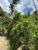 20Perch Flat Land for sale Thotagamuwa, Aluwiharaya