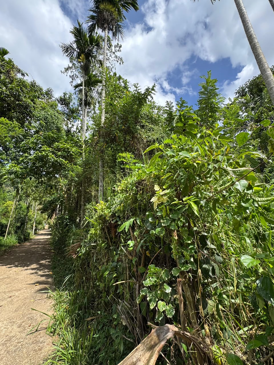 20Perch Flat Land for sale Thotagamuwa, Aluwiharaya