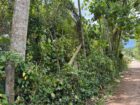 20Perch Flat Land for sale Thotagamuwa, Aluwiharaya