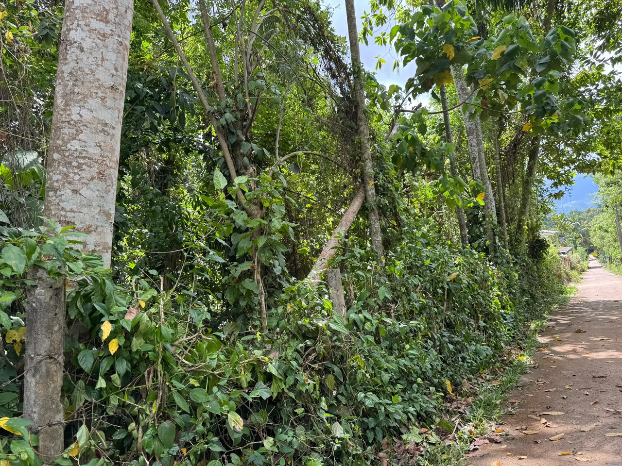 20Perch Flat Land for sale Thotagamuwa, Aluwiharaya