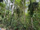 20Perch Flat Land for sale Thotagamuwa, Aluwiharaya
