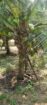 Land for Sale Batticaloa