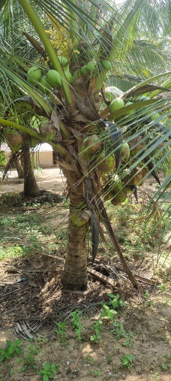 Land for Sale Batticaloa