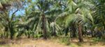 Land for Sale Batticaloa