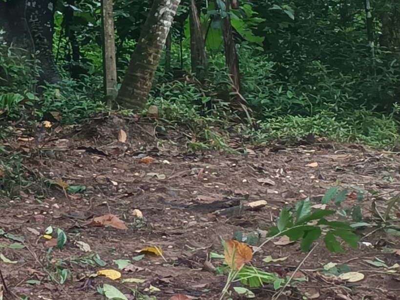 12 Perches Land For Sale In Kirillawala -kadawatha