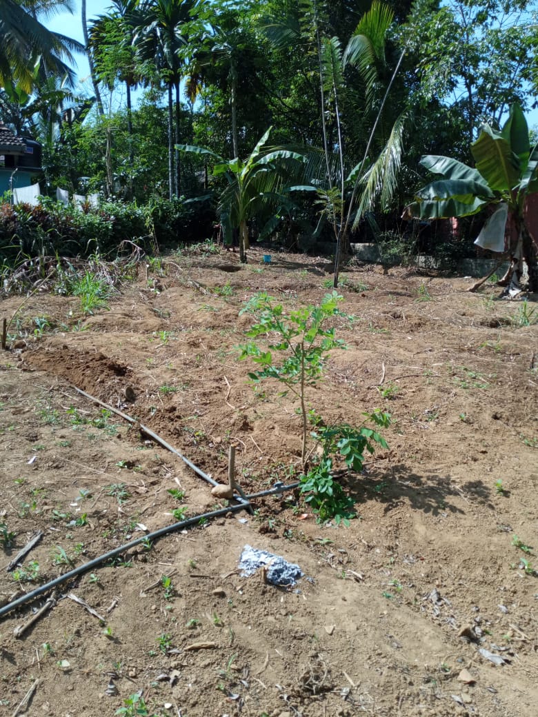 Prime Land for Sale in Nawalapitiya – Highly Residential