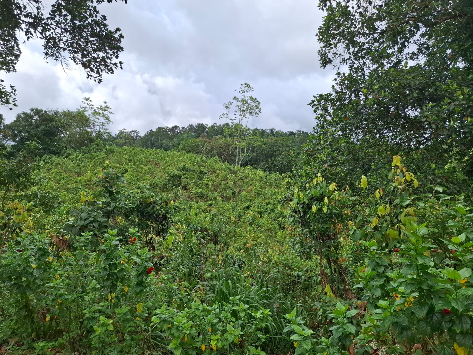 Cinnamon Land for Sale Horagoda Weligama