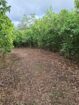 Cinnamon Land for Sale Horagoda Weligama