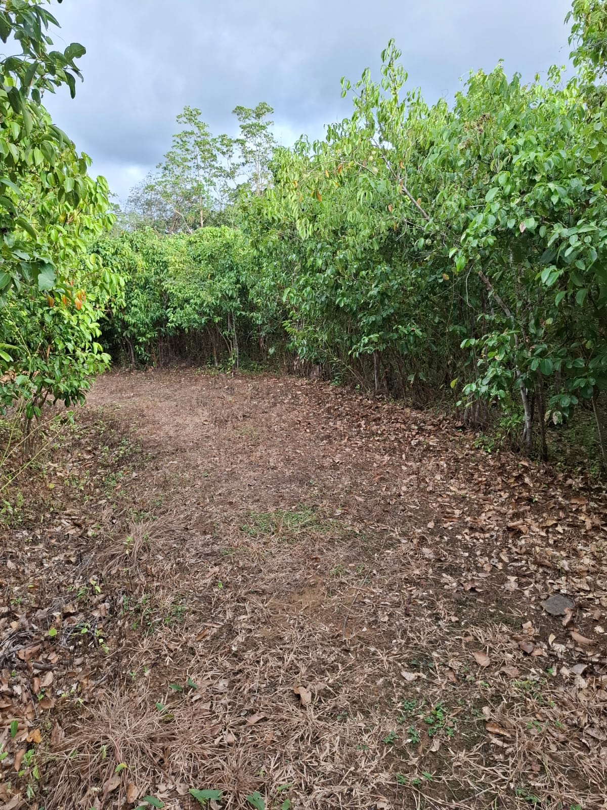 Cinnamon Land for Sale Horagoda Weligama