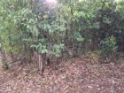 Cinnamon Land for Sale Horagoda Weligama