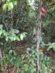 Cinnamon Land for Sale Horagoda Weligama
