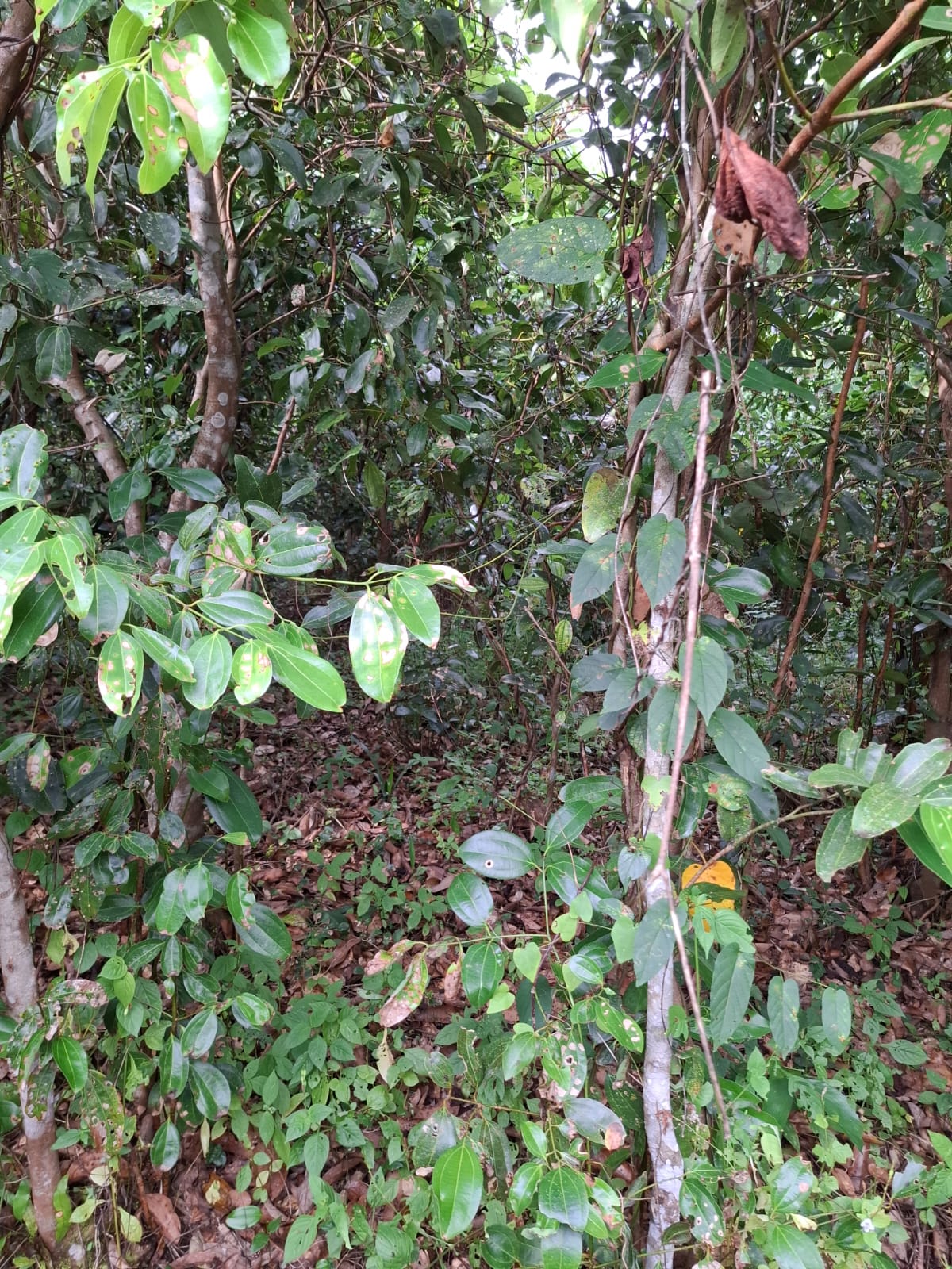 Cinnamon Land for Sale Horagoda Weligama