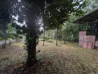 LAND FOR SALE – TAMMITA, GAMPAHA
