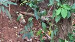Land For Sale Pannipitiya