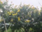 Land For Sale In Matale