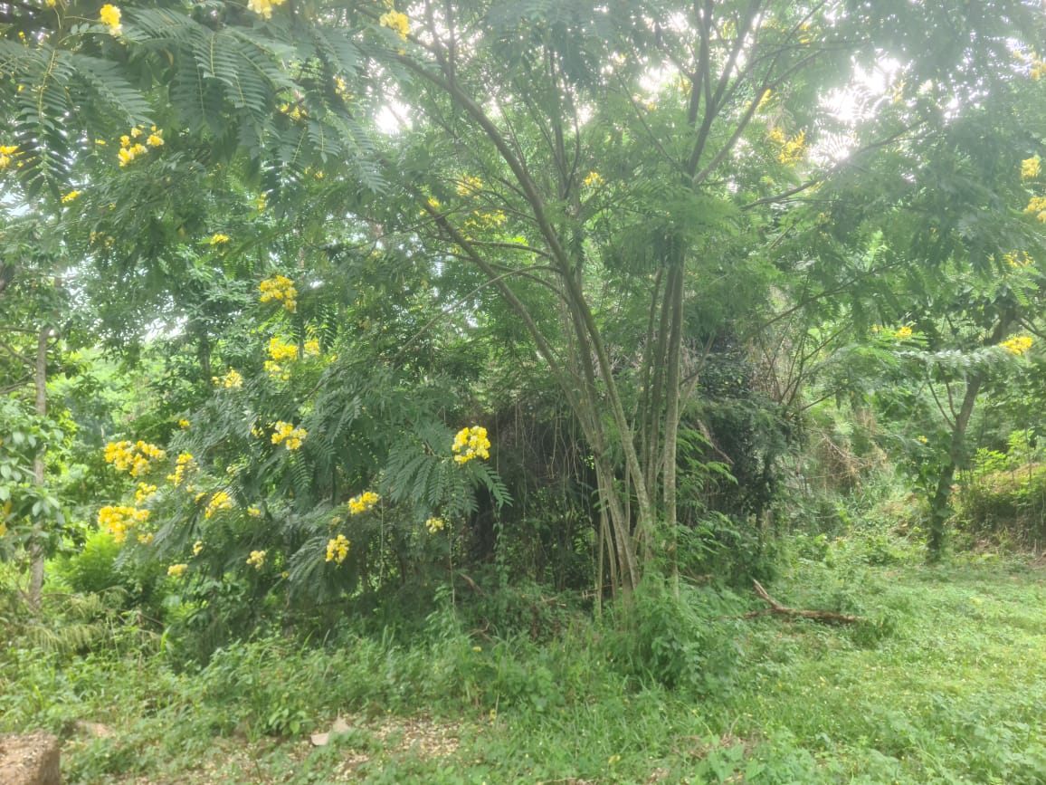 Land For Sale In Matale