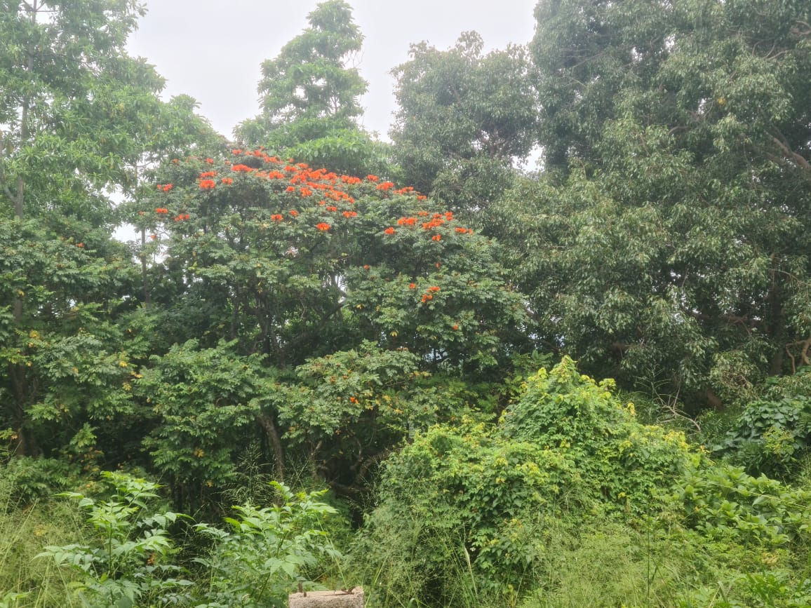Land For Sale In Matale