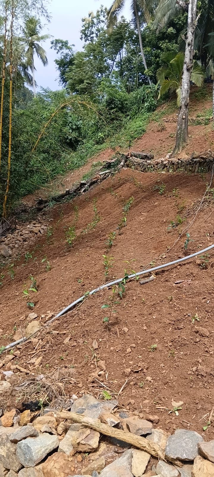 Tea Estate with House for Sale In Kabagamuwa