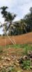 Tea Estate with House for Sale In Kabagamuwa