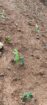 Tea Estate with House for Sale In Kabagamuwa