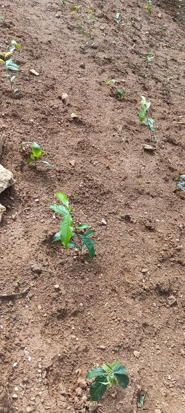 Tea Estate with House for Sale In Kabagamuwa