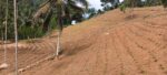 Tea Estate with House for Sale In Kabagamuwa