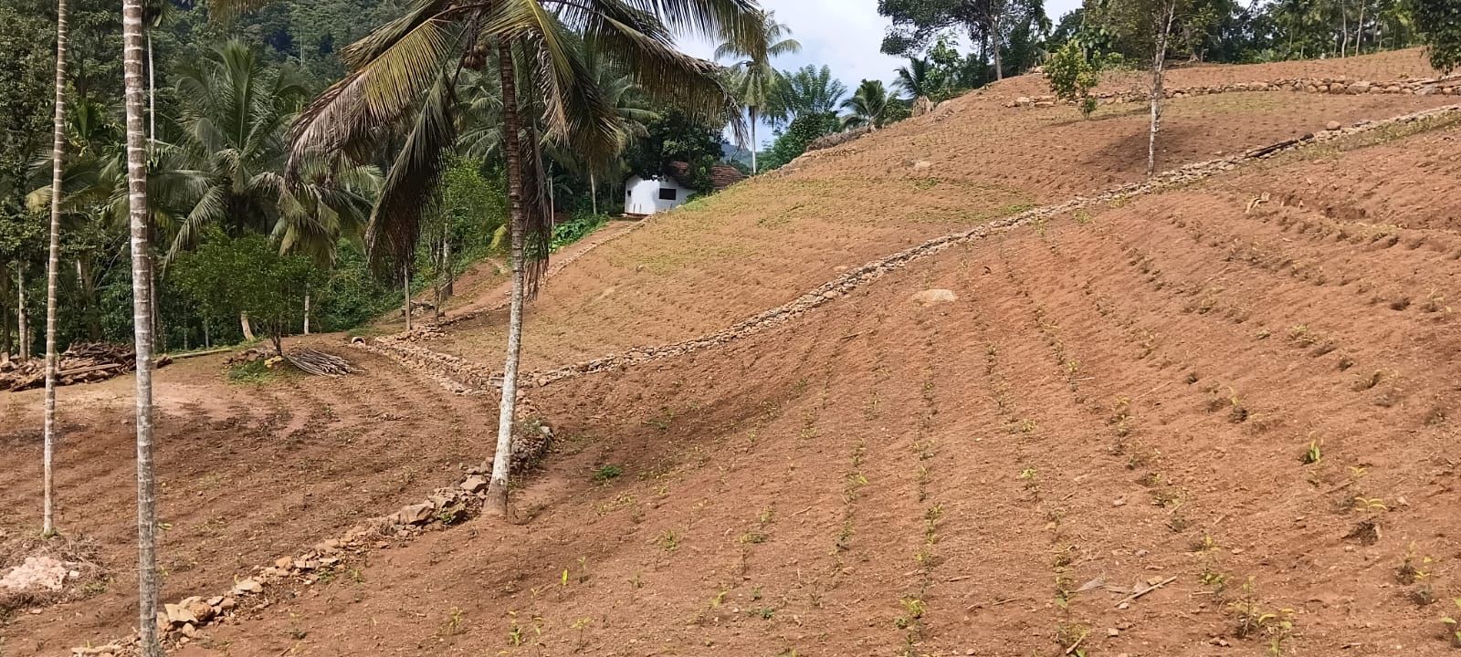 Tea Estate with House for Sale In Kabagamuwa