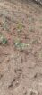 Tea Estate with House for Sale In Kabagamuwa