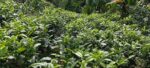 Tea Estate with House for Sale In Kabagamuwa
