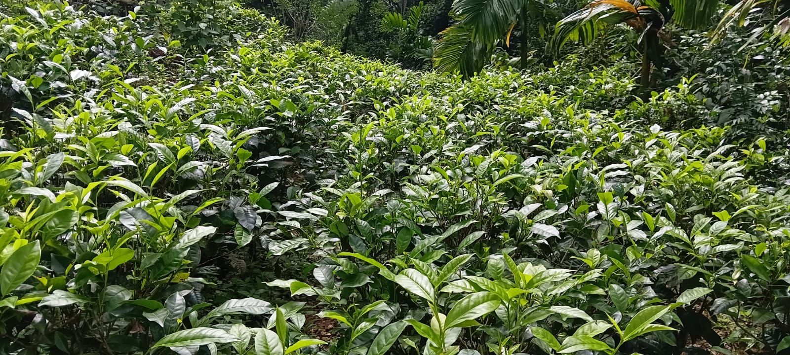 Tea Estate with House for Sale In Kabagamuwa