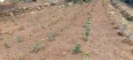 Tea Estate with House for Sale In Kabagamuwa