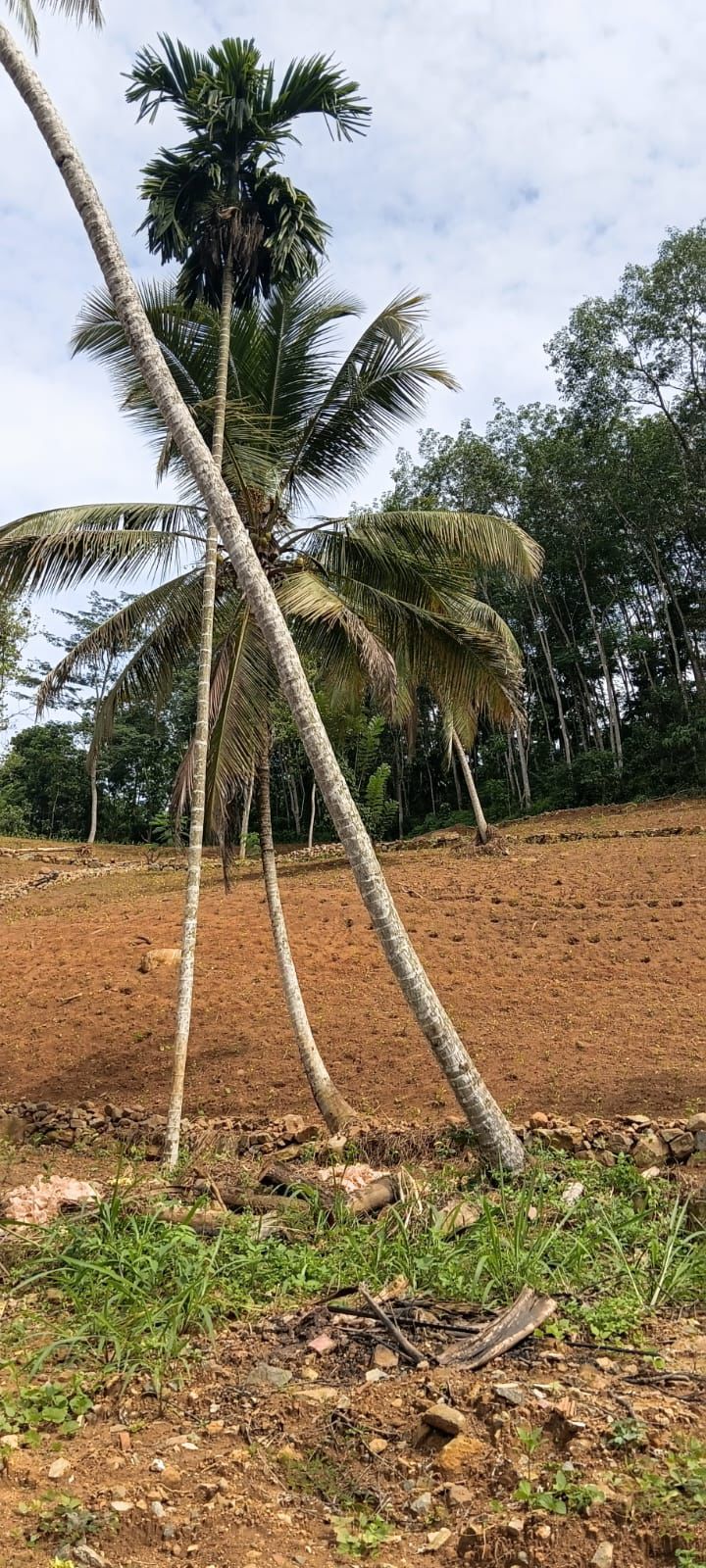 Tea Estate with House for Sale In Kabagamuwa