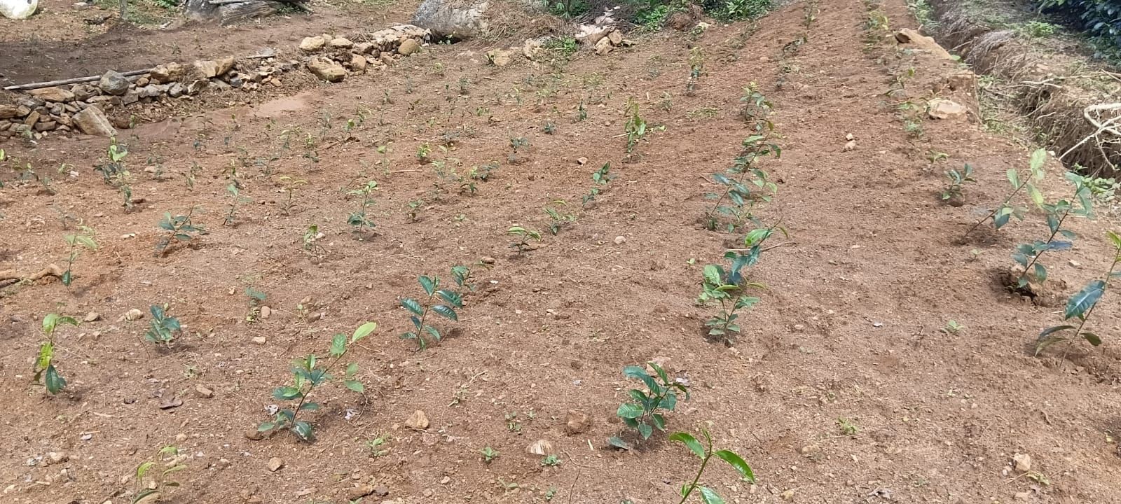 Tea Estate with House for Sale In Kabagamuwa