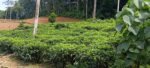 Tea Estate with House for Sale In Kabagamuwa