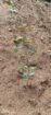 Tea Estate with House for Sale In Kabagamuwa