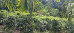 Tea Estate with House for Sale In Kabagamuwa