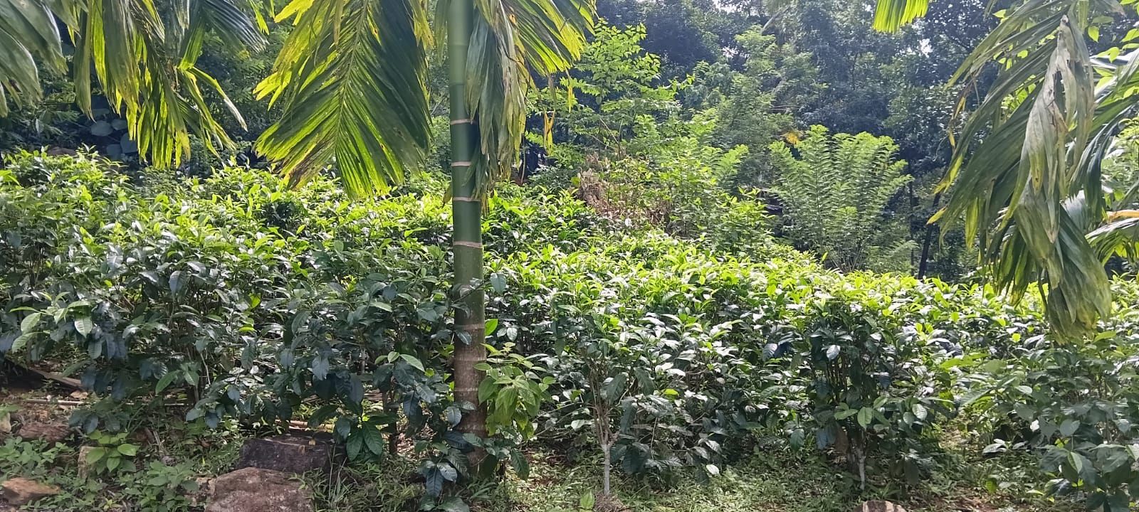Tea Estate with House for Sale In Kabagamuwa