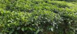 Tea Estate with House for Sale In Kabagamuwa