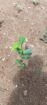 Tea Estate with House for Sale In Kabagamuwa