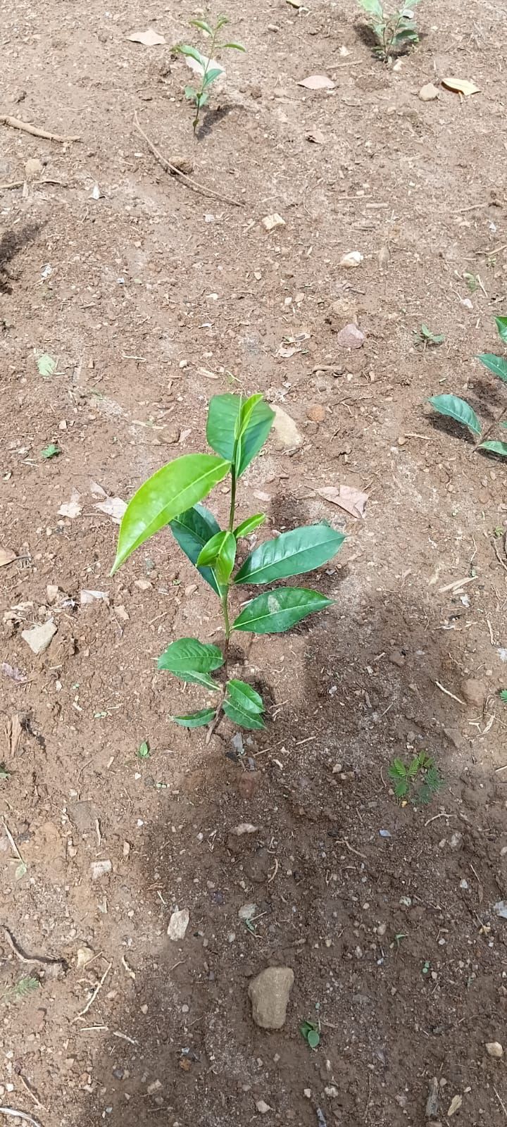 Tea Estate with House for Sale In Kabagamuwa