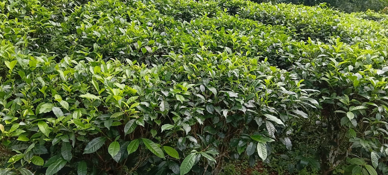 Tea Estate with House for Sale In Kabagamuwa