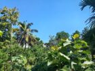 Land for Sale Wellawaya