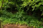 PRIME RESIDENTIAL LAND FOR SALE – GAMPAHA