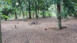 Land for Sale Yakkala
