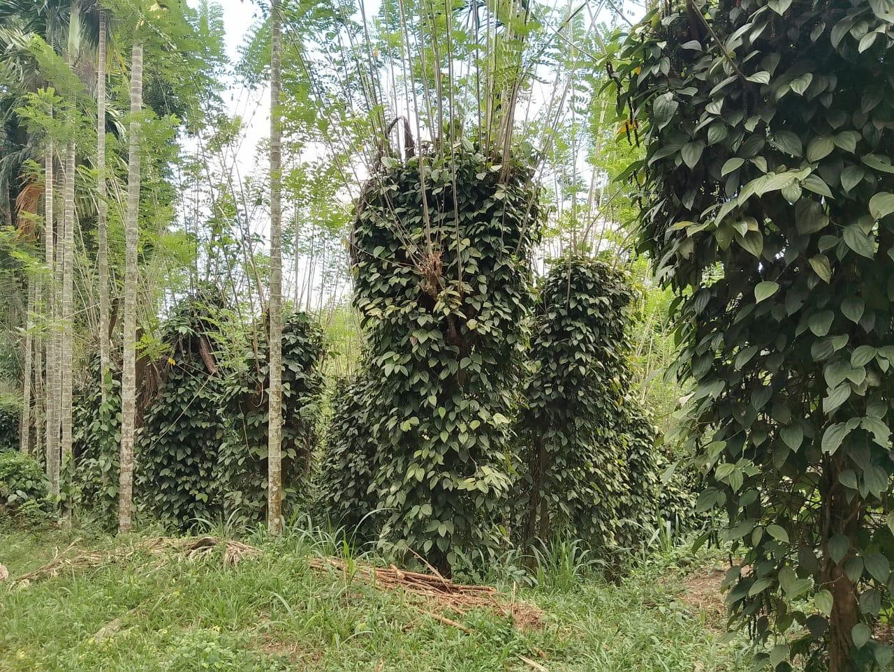 දියලුම ඇල්ල සංචාරක කලාපයට ලගින්ම අගනා ඉඩමක් විකිණීමට