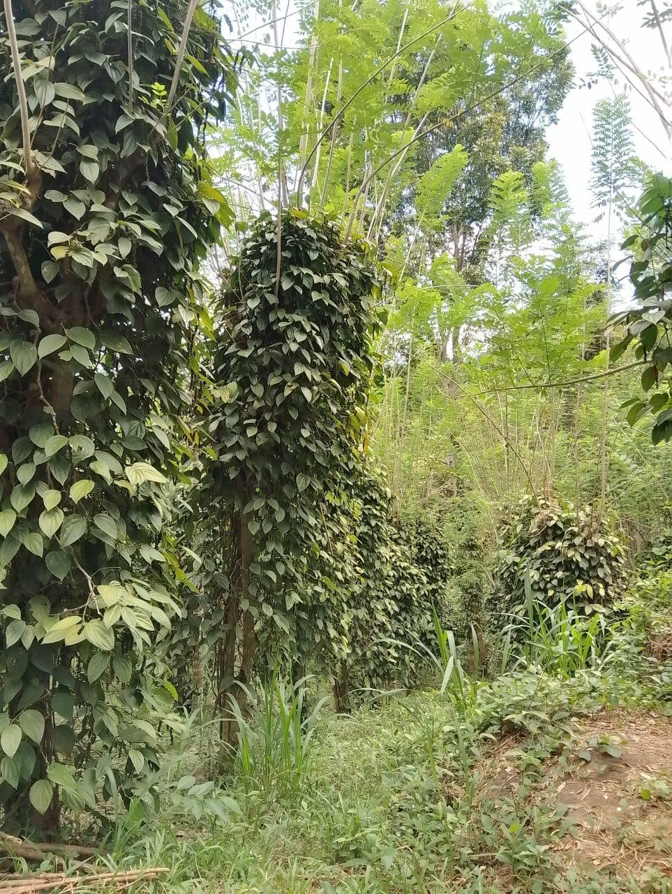 දියලුම ඇල්ල සංචාරක කලාපයට ලගින්ම අගනා ඉඩමක් විකිණීමට