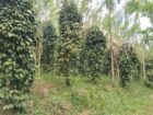 දියලුම ඇල්ල සංචාරක කලාපයට ලගින්ම අගනා ඉඩමක් විකිණීමට